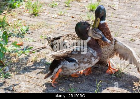 Due Maschi di razza Mallard Duck che incrociano una femmina (Anas platyrhynchos) con il suo compagno che cerca di proteggerla contro lo sfidante. Foto Stock