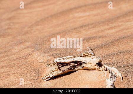 agama (Fynocephalus arabicus), con testa a rospo arabo, nel deserto, in piedi su un tronco d'albero morto con spazio copia, Foto Stock