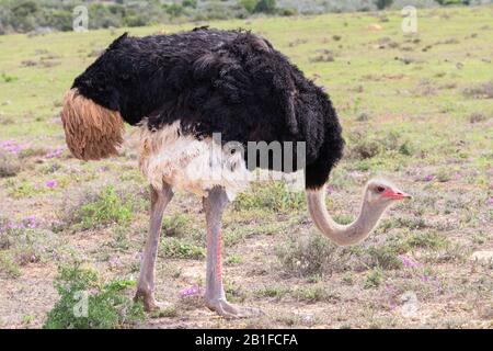 Maschio Ostrich (Struthio Camelus) Parco Nazionale Addo Elephant, Capo Orientale, Sud Africa Foto Stock