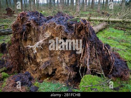 Danni di tempesta in una foresta: Pino sradicato Foto Stock
