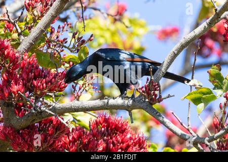 Starling maschile con ali rosse (Onychognathus morio) che perdona su un albero Pianto di Boer Bean (Schotia brachypetala), Boulders Beach Simonstown, Città del Capo, Sou Foto Stock