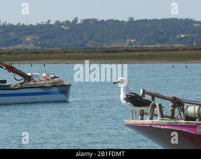 Bellissimo gabbiano arroccato sul molo del porto guardando il paesaggio. Foto Stock