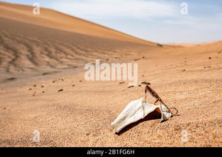 Primo piano dell'agama (Phrynocephalus arabicus) con testa a rospo arabo nel deserto, in piedi su una foglia morta Foto Stock