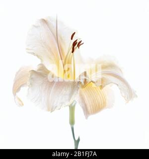 Studio scatto di daylily fiore testa su sfondo bianco Foto Stock