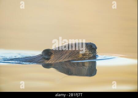 Beaver (Castor Canadensis), Autunno, Nord America, Di Dominique Braud/Dembinsky Photo Assoc Foto Stock