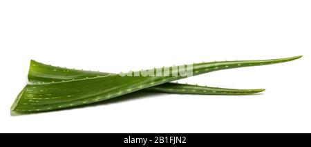 Rami di Aloe isolati su sfondo bianco Foto Stock