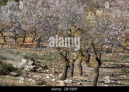 Un frutteto di fiori di mandorla in primavera Foto Stock