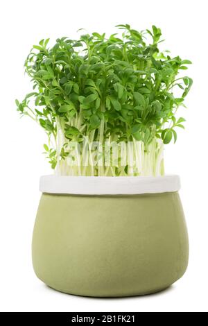 Crescione (Lepidium sativum) in vaso isolato su bianco Foto Stock