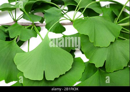 Il Ginkgo biloba ramo con foglie isolato su bianco Foto Stock