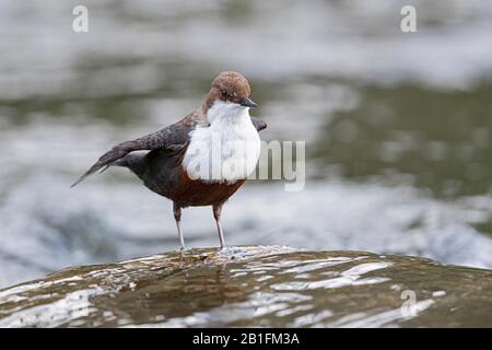 Un Dipper a gola bianca (incluss cinclus) è preening Foto Stock