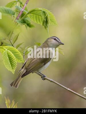 Primo piano di Red-eyed Vireo uccello in un bellissimo ambiente naturale Foto Stock