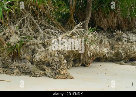 Acque reflue non trattate, inquinando l'ambiente nella spiaggia di Bwejuu, Zanzibar Foto Stock