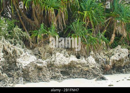 Acque reflue non trattate, inquinando l'ambiente nella spiaggia di Bwejuu, Zanzibar Foto Stock