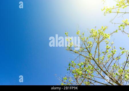 Ramo di albero con nuove giovani foglie verdi fiorenti in raggi di luce solare primaverile contro il cielo blu. Bellissimo sfondo naturale con spazio di copia e plac Foto Stock