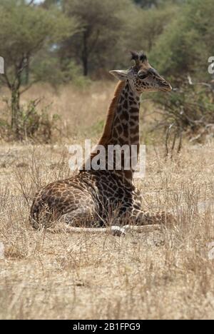 Giraffa, riposante in erba steppa Foto Stock