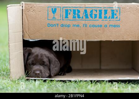 Sette settimane di cioccolato Labrador Puppies dormire in una scatola di cartone Foto Stock