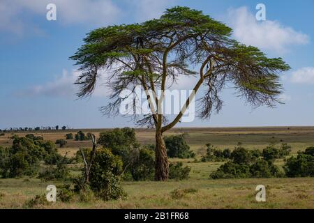 Un unico albero di febbre gialla adagiato su uno sfondo erboso e cielo blu nel Masai Mara, Kenya Foto Stock
