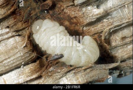 Il Tarlo beetle (Anobium punctatum) larva esposta nella sua galleria all'interno di un di legno battiscopa Foto Stock