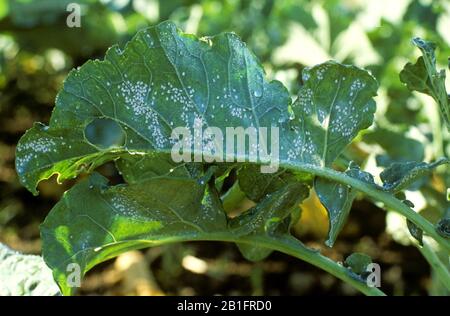 Cavolo bianco (Aleyrodes proletella) infestazione grave sul lato inferiore di una foglia di germoglio di brussel (Brassica oleracea) Foto Stock