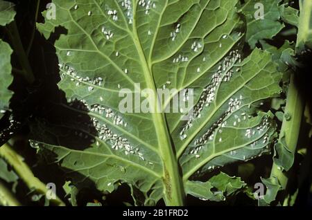 Cavolo bianco (Aleyrodes proletella) infestazione grave sul lato inferiore di una foglia di germoglio di brussel (Brassica oleracea) Foto Stock