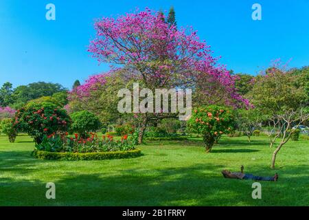 I visitatori si rilassano nel curato giardino del Cubbon Park di Bangalore (India). Sullo sfondo si vede un bellissimo albero fiorito. Foto Stock