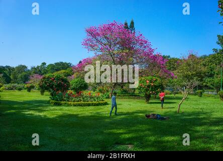 I visitatori si rilassano nel curato giardino del Cubbon Park di Bangalore (India). Sullo sfondo si vede un bellissimo albero fiorito. Foto Stock