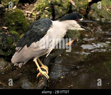 Night Heron con coronato nero e vista ravvicinata del profilo nel suo ambiente e dintorni Foto Stock