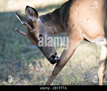 Vista del profilo di primo piano degli animali di cervo che leccano la gamba nel suo ambiente e nei dintorni. Foto Stock