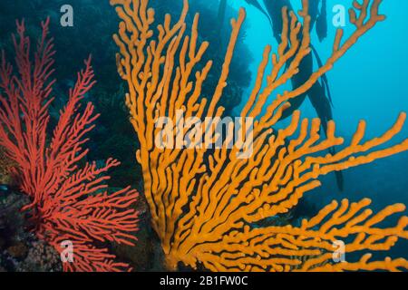 Primo piano di un Sinuoso fan del mare (Eunicella tricoronata), grande fan del mare arancione che riempie la cornice con più piccolo fan del mare di Palmate accanto ad essa. Foto Stock