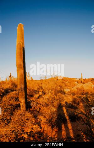 Arizona campo di cactus al tramonto Foto Stock