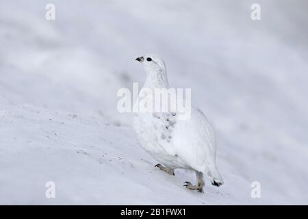 Ptarmigan di roccia (Lagopus muta / Lagopus mutus) femmina / gallina che foraging nella neve in piumaggio invernale, Cairngorms National Park, Scozia, Regno Unito Foto Stock