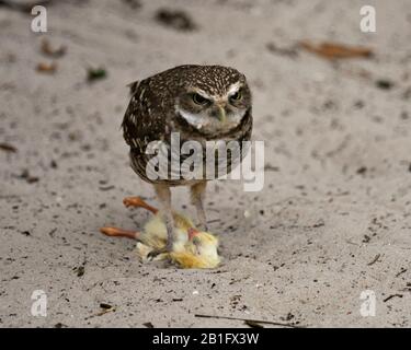 OW uccello primo piano profilo vista in piedi sulla sua preda e guardare voi nel suo ambiente e dintorni. Foto Stock