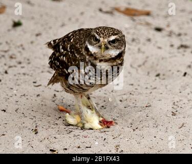 OW uccello primo piano profilo vista in piedi sulla sua preda e guardare voi nel suo ambiente e dintorni. Foto Stock