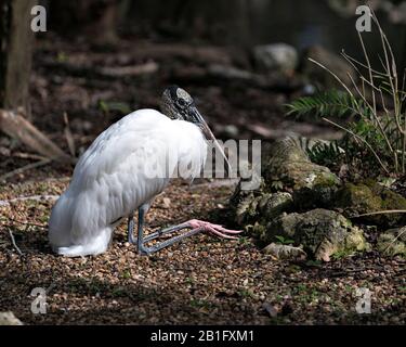 Legno stork uccello primo piano vista profilo appoggiato a terra con muschio sfondo rock nel suo ambiente e dintorni. Foto Stock