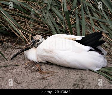 Legno stork uccello primo piano vista profilo appoggiato su sabbia con sfondo fogliame nel suo ambiente e dintorni. Foto Stock