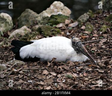 Legno stork uccello primo piano vista profilo appoggiato a terra con muschio sfondo rock nel suo ambiente e dintorni. Foto Stock