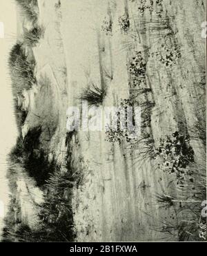 'Botanisk tidsskrift' (1866-1981) Foto Stock