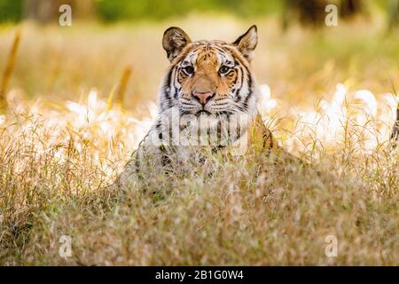 Tigre nell'erba. Ritratto di una tigre in un ambiente tipico in una giornata estiva a taiga. Tigre giovane nel paesaggio estivo. Taiga, Russia Foto Stock