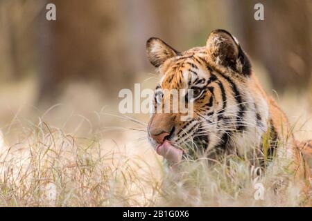 Tigre nell'erba. Ritratto di una tigre in un ambiente tipico in una giornata estiva a taiga. Tigre giovane nel paesaggio estivo. Taiga, Russia Foto Stock