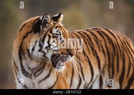 Ritratto di Tiger. Tigre nella natura selvaggia. Azione scena della fauna selvatica, pericolo animale. "bella tigre siberiana in tajga, Russia. Foto Stock