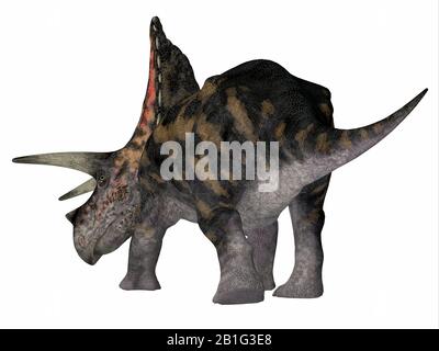 Torosaurus era un dinosauro Erbivoro Corazzato Ceratopsiano che viveva in Nord America durante Il periodo cretaceo. Foto Stock