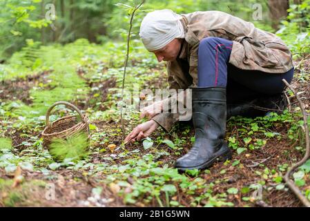 Una donna raccoglie i funghi nei boschi, con un cesto. Foto Stock