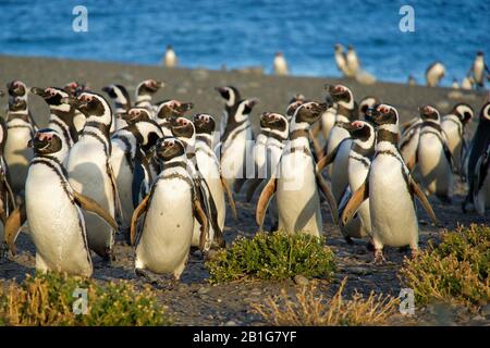 Strada di traffico dei pinguini di Magellano verso il mare a Cabo Virgenes Foto Stock