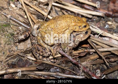 Coppia di toads comuni (Bufo bufo) in ampexus che camminano verso il loro stagno di allevamento durante la migrazione di primavera, Regno Unito Foto Stock