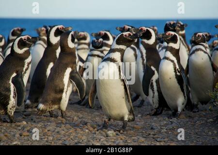 Strada di traffico dei pinguini di Magellano verso il mare a Cabo Virgenes Foto Stock