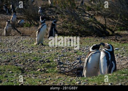 Pinguino magellanico ai loro nidi Cabo Virgenes abbronzarsi al sole o coccolarsi con il loro partner Foto Stock