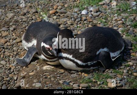 Pinguino magellanico ai loro nidi Cabo Virgenes abbronzarsi al sole o coccolarsi con il loro partner Foto Stock