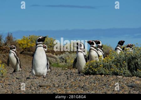 Pinguino magellanico a Cabo Virgenes Foto Stock