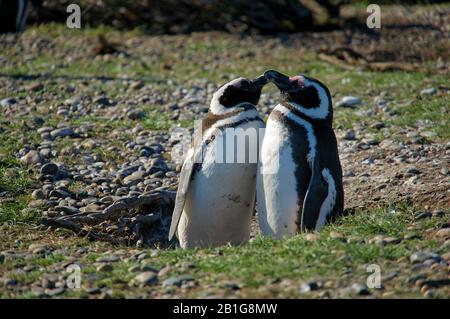 Pinguino magellanico ai loro nidi Cabo Virgenes abbronzarsi al sole o coccolarsi con il loro partner Foto Stock