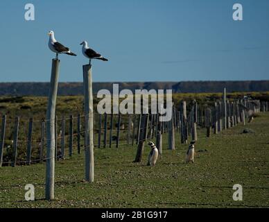 Gabbiani e pinguini di Magellano a Cabo Virgenes in Argentina provenienti dal mare dopo la Viching Foto Stock